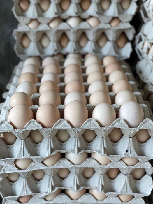 Kurze jaja wolny wybieg