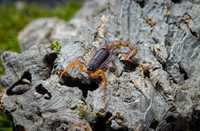 skorpion J.tricarinatus sub/adult partenogeneza!
