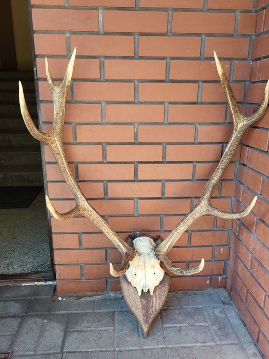 Poroże jelenia sprzedam