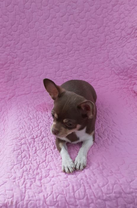 Грайлива дівчинка чихуахуа