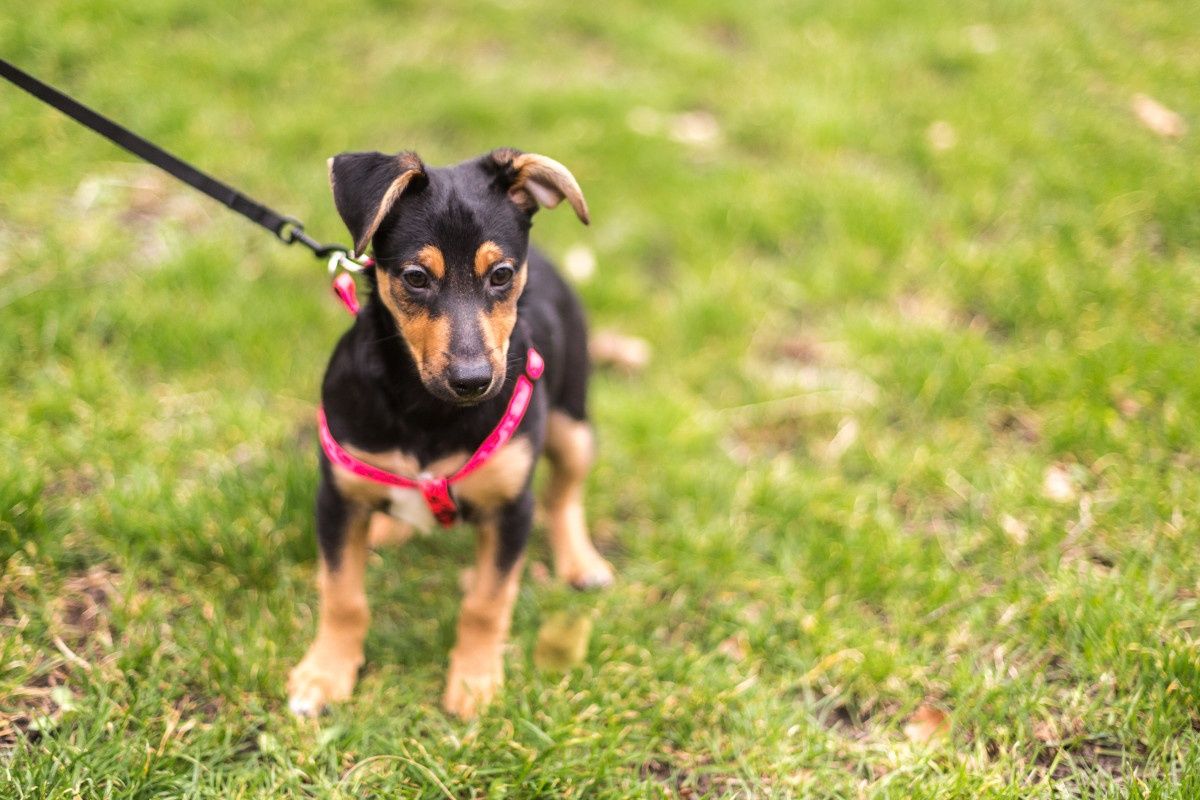 Szczeniaczek Yogi do adopcji chipowany szczepiony, lubi inne pieski