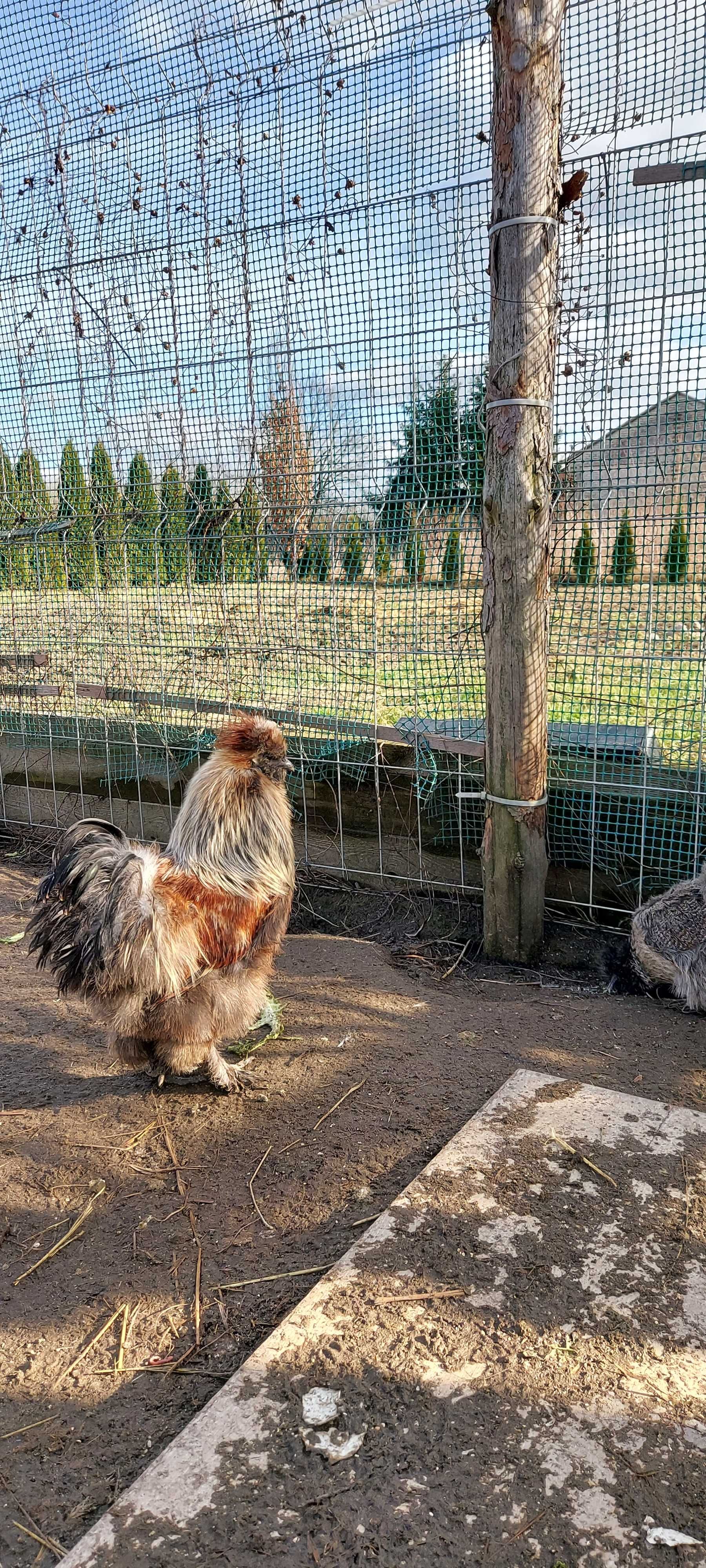 Kogutki silki polecają się do nowego kurnika