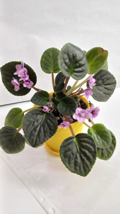 Кімнатна квітка фіалка