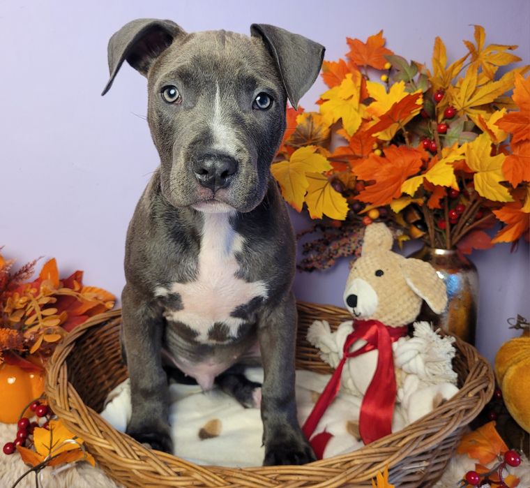 Rodzinny piesek amstaff blue!