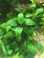 Anubias sp. - okazy różnej wielkości