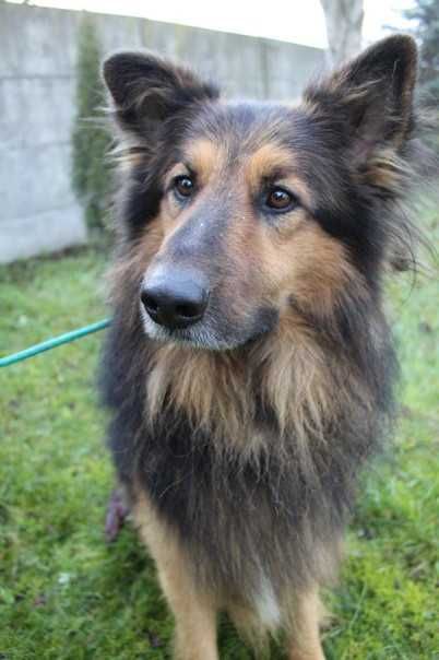 097109 Armin do adopcji