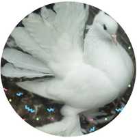 Продам рябого голуба самця породи  павичевий павлін