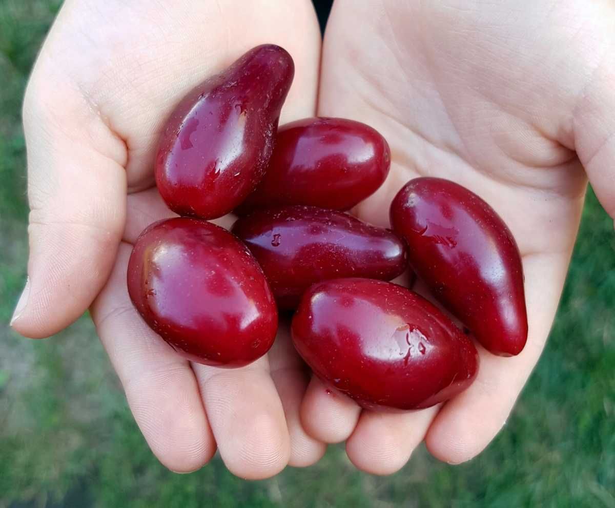 продам Саженцы КИЗИЛА Привитого и Черенки ГОЛАНДИЯ