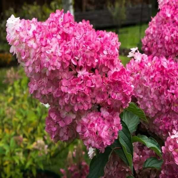 Hortensja Vanille Fraise - sadzonki w doniczkach p9 , dostawa