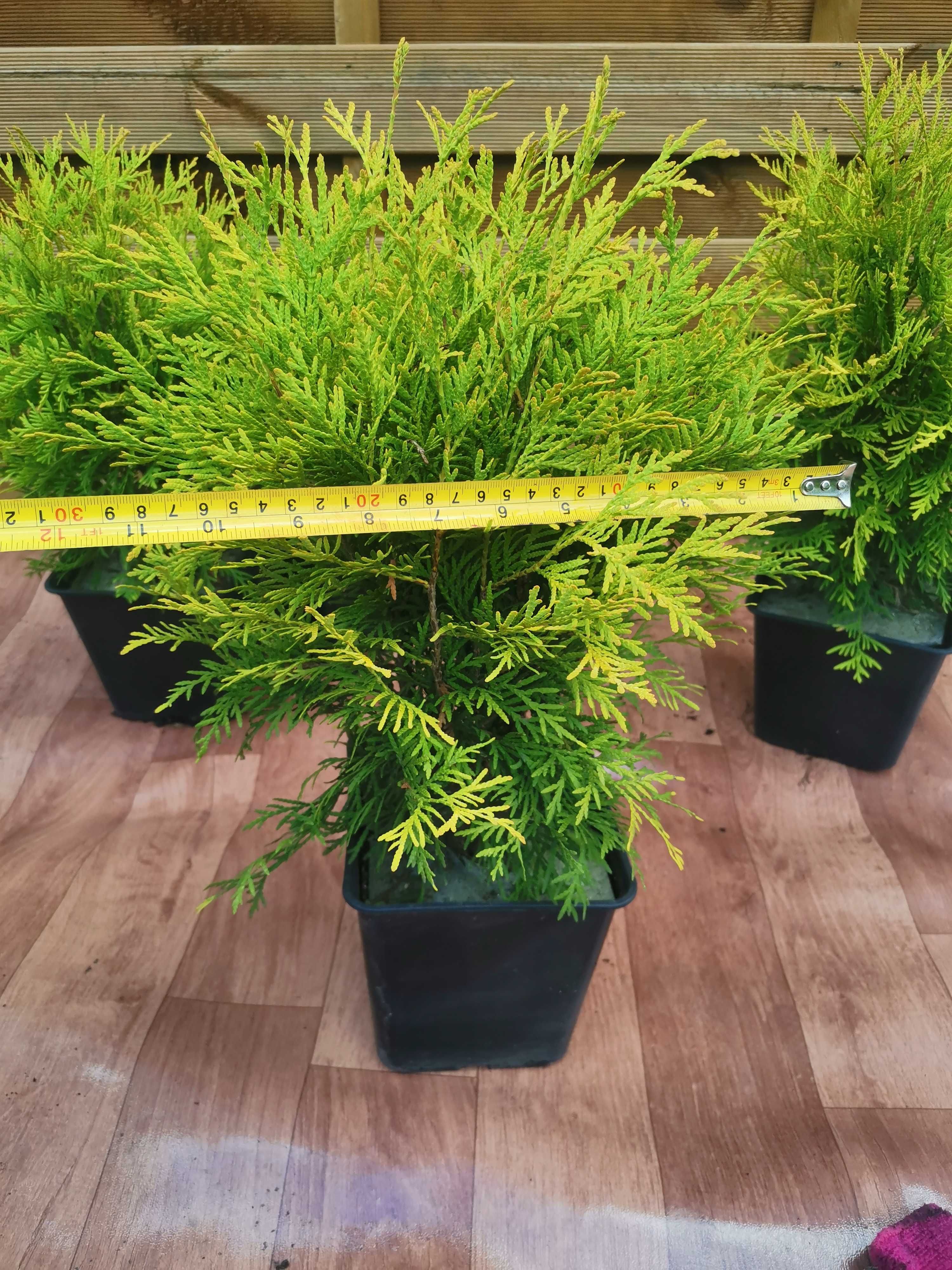 Złota Kulka Tuja Thuja Golden Globe 30-45cm