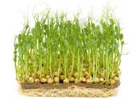 Мікрозелень, мікрогрін горох, гірчиця, соняшник, льон, редис, пшениця.