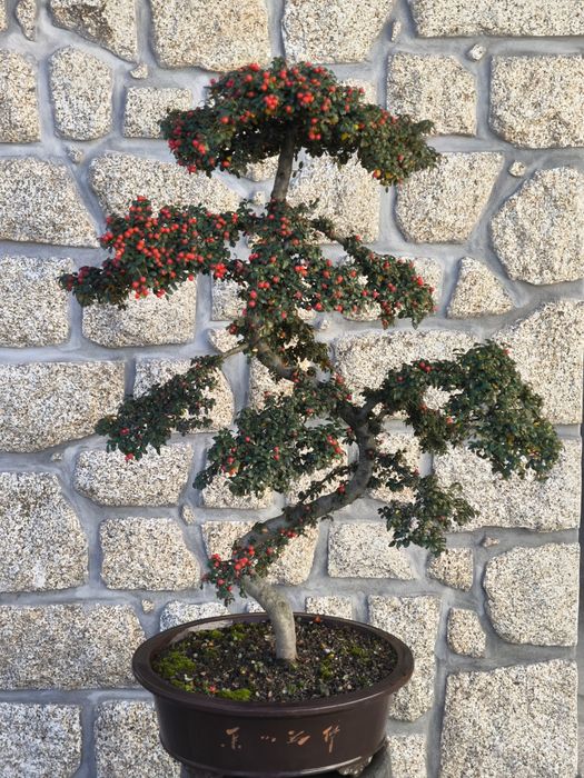 Bonsai de exterior