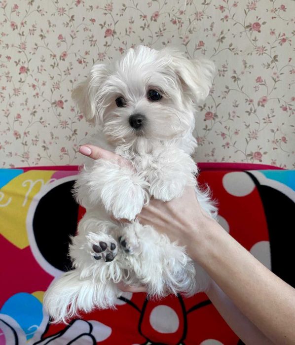 мальтезе красуня міні КСУ