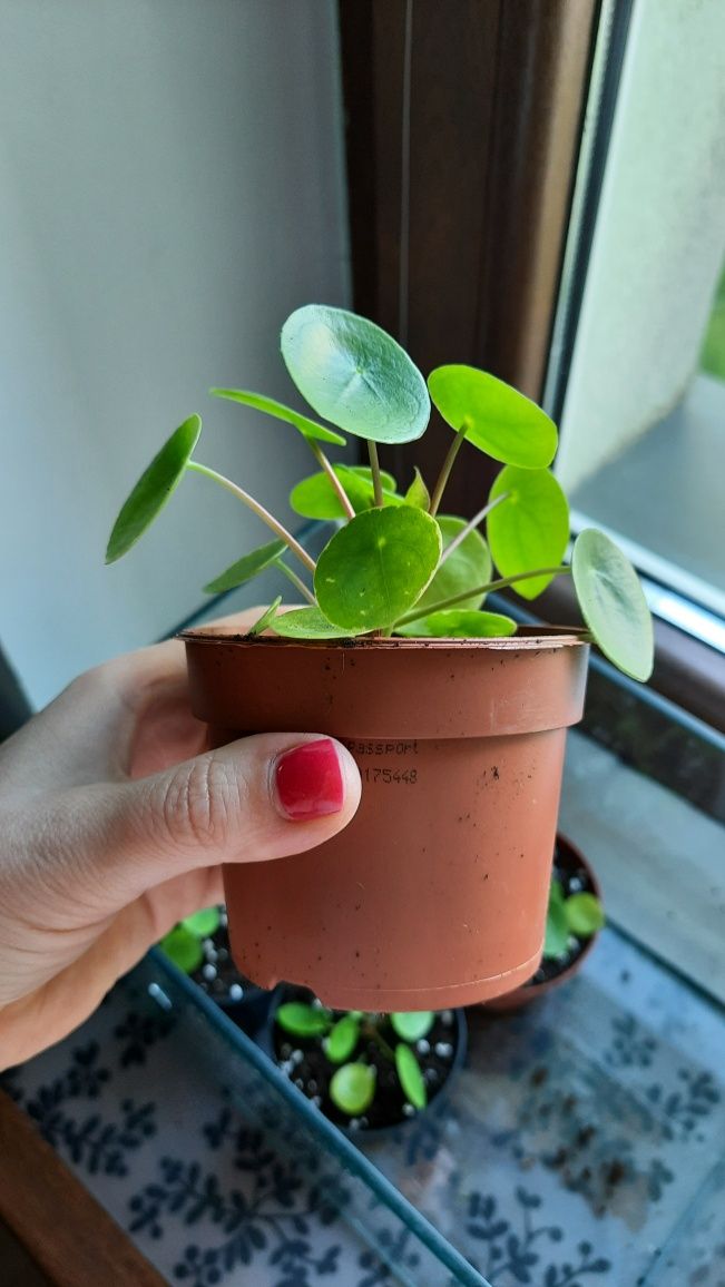 Pilea "Pieniążek"