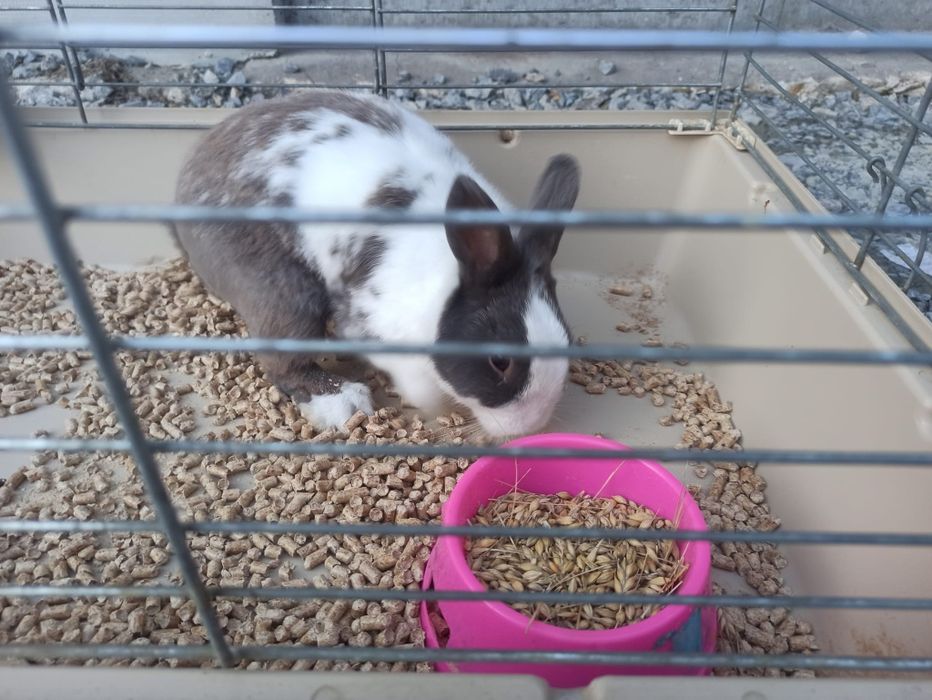 Oddam królika miniaturkę