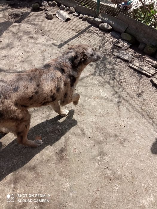 Віддаю у добрі руки велику собаку 8 місяців хлопчик