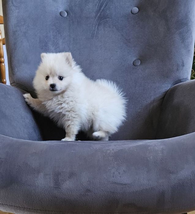 Pomeranian boo aktualne