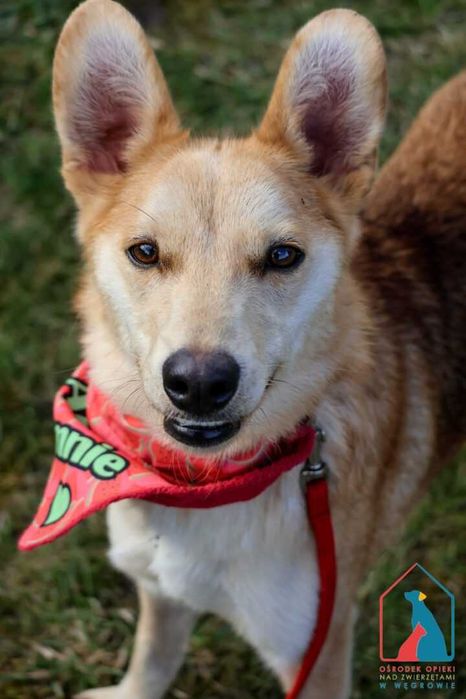 Śliczna, mała, wesoła Melcia kocha ludzi i zabawę - adoptuj pupila