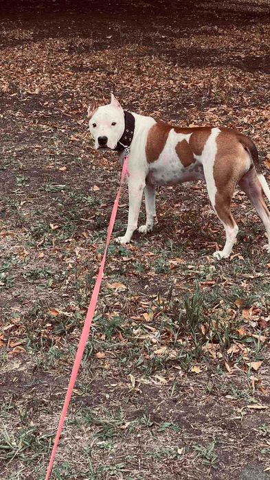 Отдам собаку Питбуль в хорошие руки