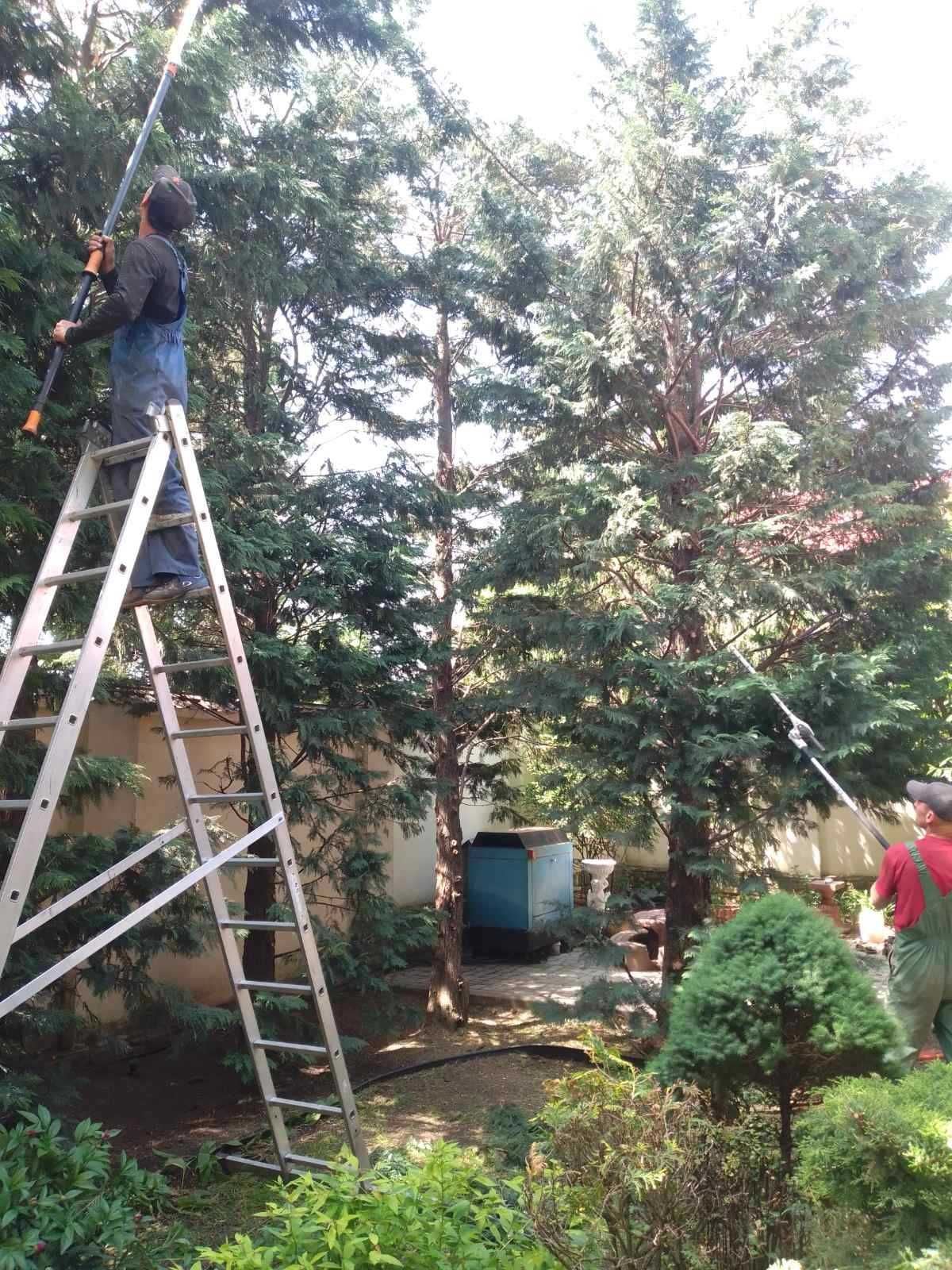 Спилим обрежем деревья любой сложности 100% аккуратно.Одесса