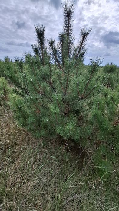 Новорічна ялинка (сосна Кримська). Новогодняя елка.