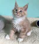 Maine Coon - śliczny kocurek !