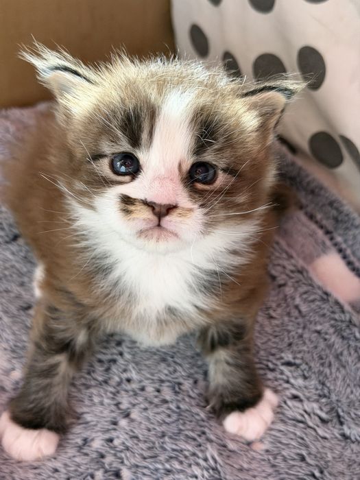 Maine Coon kocurek odbiór w Mikolaja 6.12