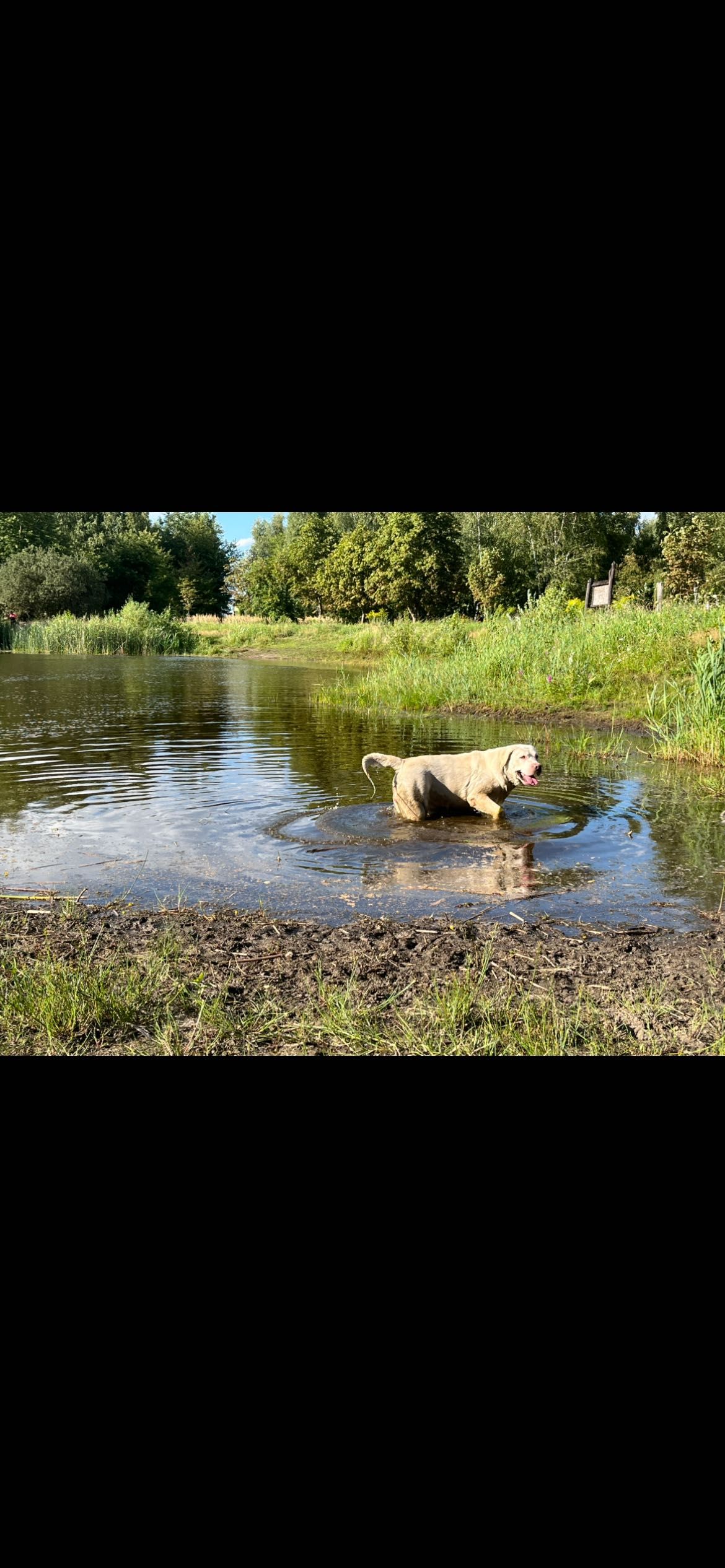 cudowny labrador o wielkim sercu szuka nowego, kochającego domu