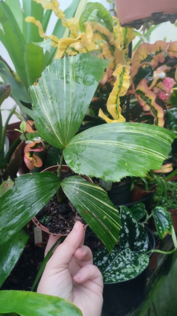 Пальма каріота caryota variegata