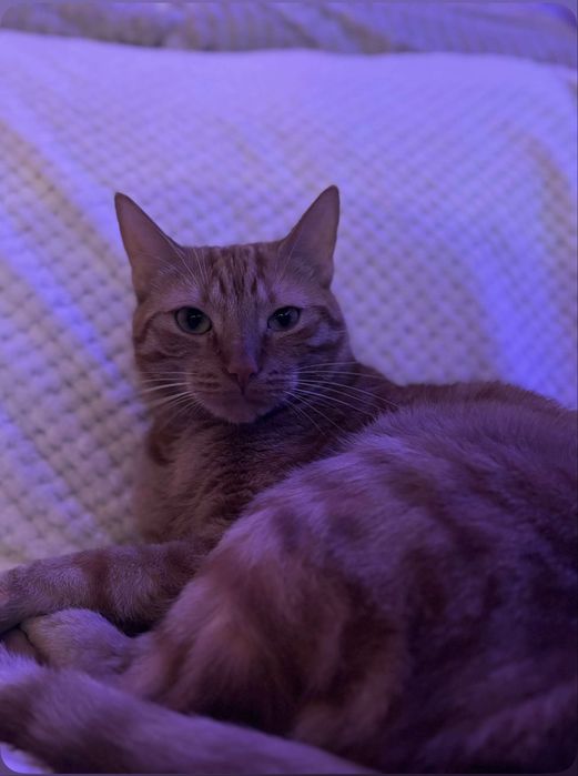 oddam dwa koty do kochajacego domu