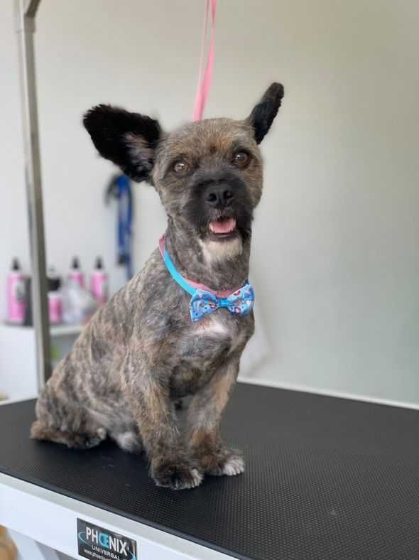 Patinhas- cão para adoção responsável
