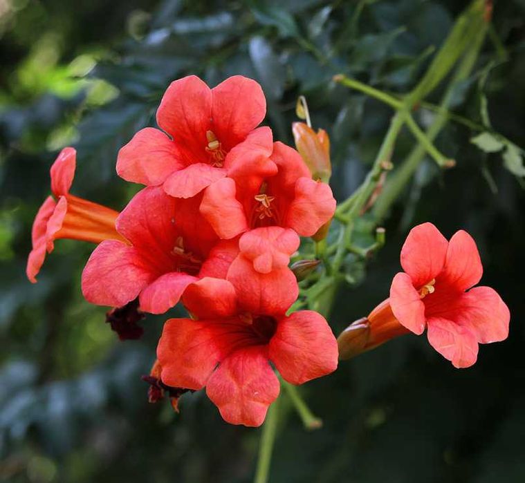 Кампис цветок многолетний вьющийся как розы