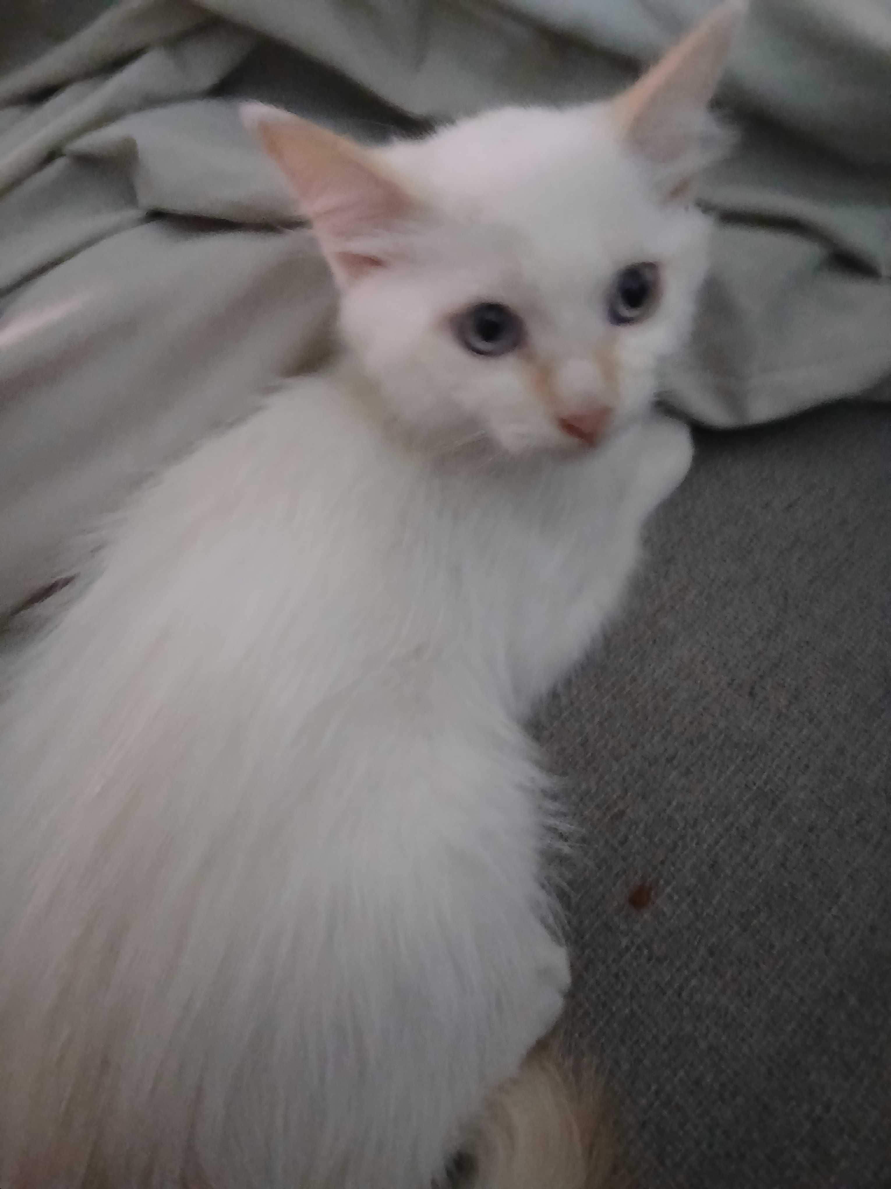 Gatinho 2meses e meio