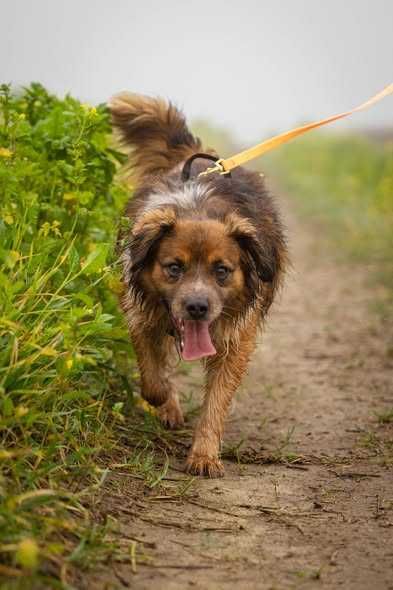 Młody przyjazny Krokiet szuka domku