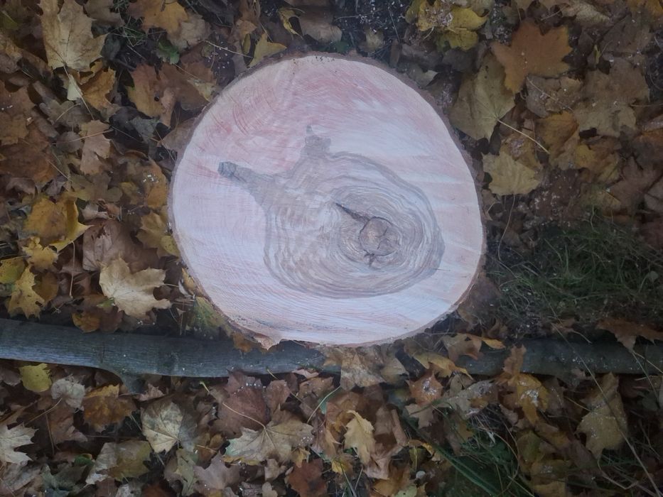 Plastry drewna wiązu klonu I jesionu