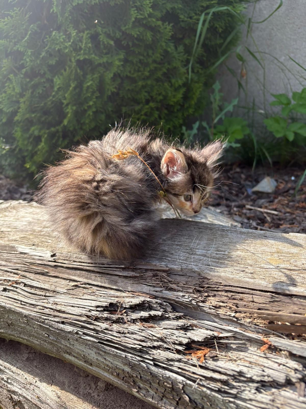 Kurylski bobtail  kot bez ogona, dla indywidualisty
