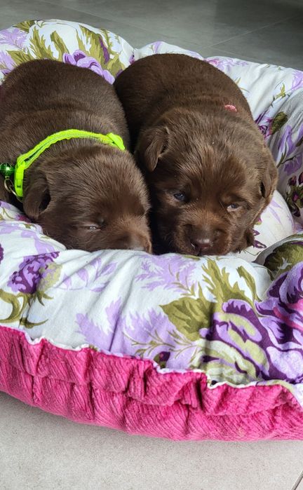 Labrador Czekoladowy Suczka