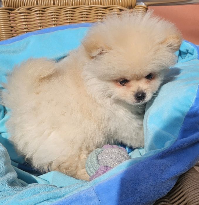 Spitz macho pequenino