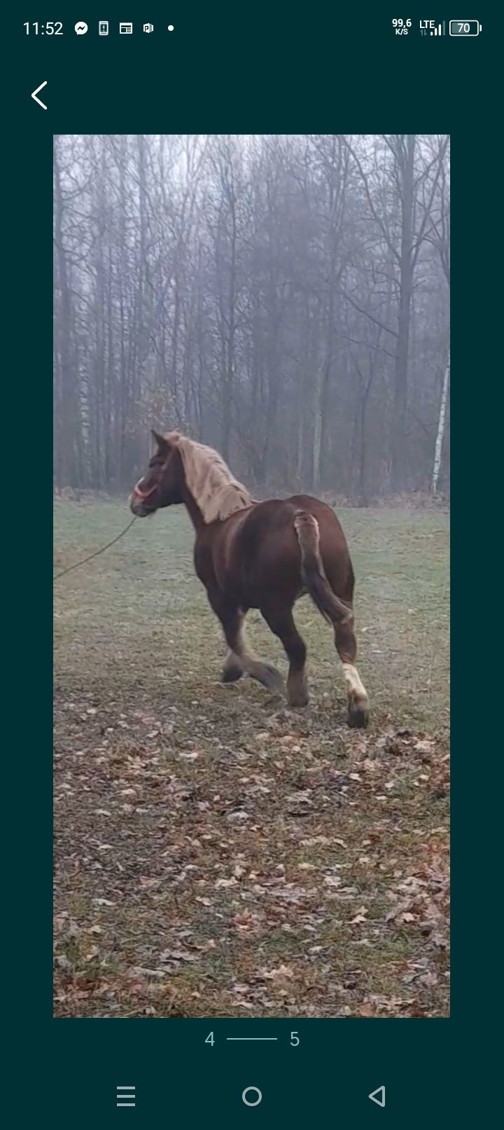 Sprzedam klacz źrebną