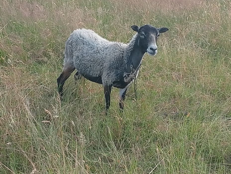 Sprzedam owce kameruńskie i wrzosówki
