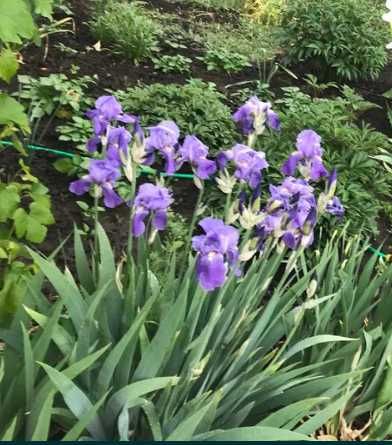 ирисы двухцветные