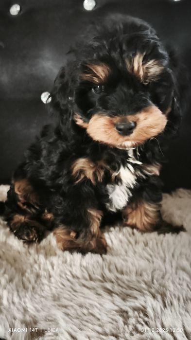 Cocapoo, cockapoo F1 cavapoo Guffi