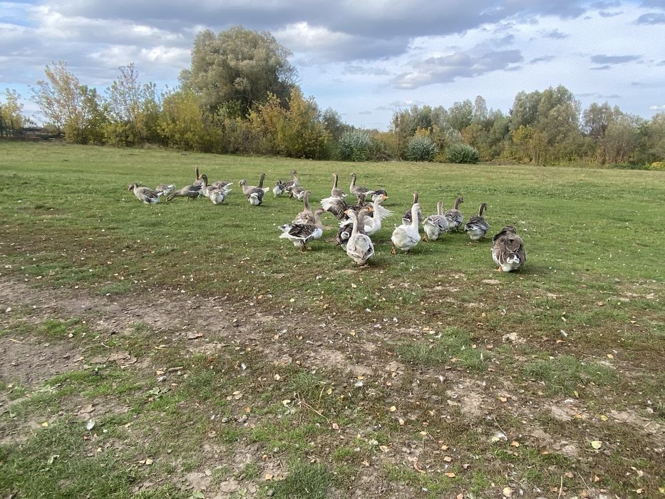 Продам молодих гусей