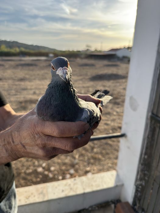 Pombos de alto calibre