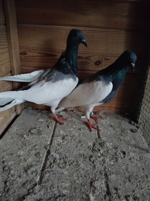 Gołębie ozdobne - murzyny