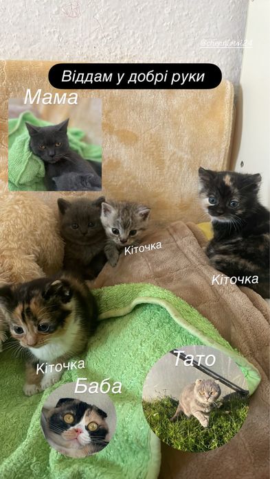 Відаються у добрі руки котики