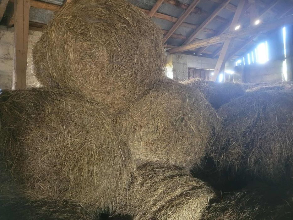 Siano baloty około 25 sztuk zeszłoroczne. Przechowywane w stodole