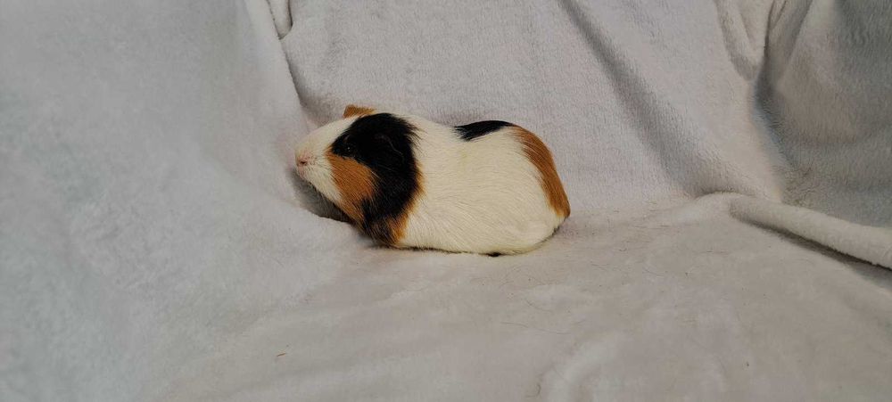 Морські свинки різні кольори.