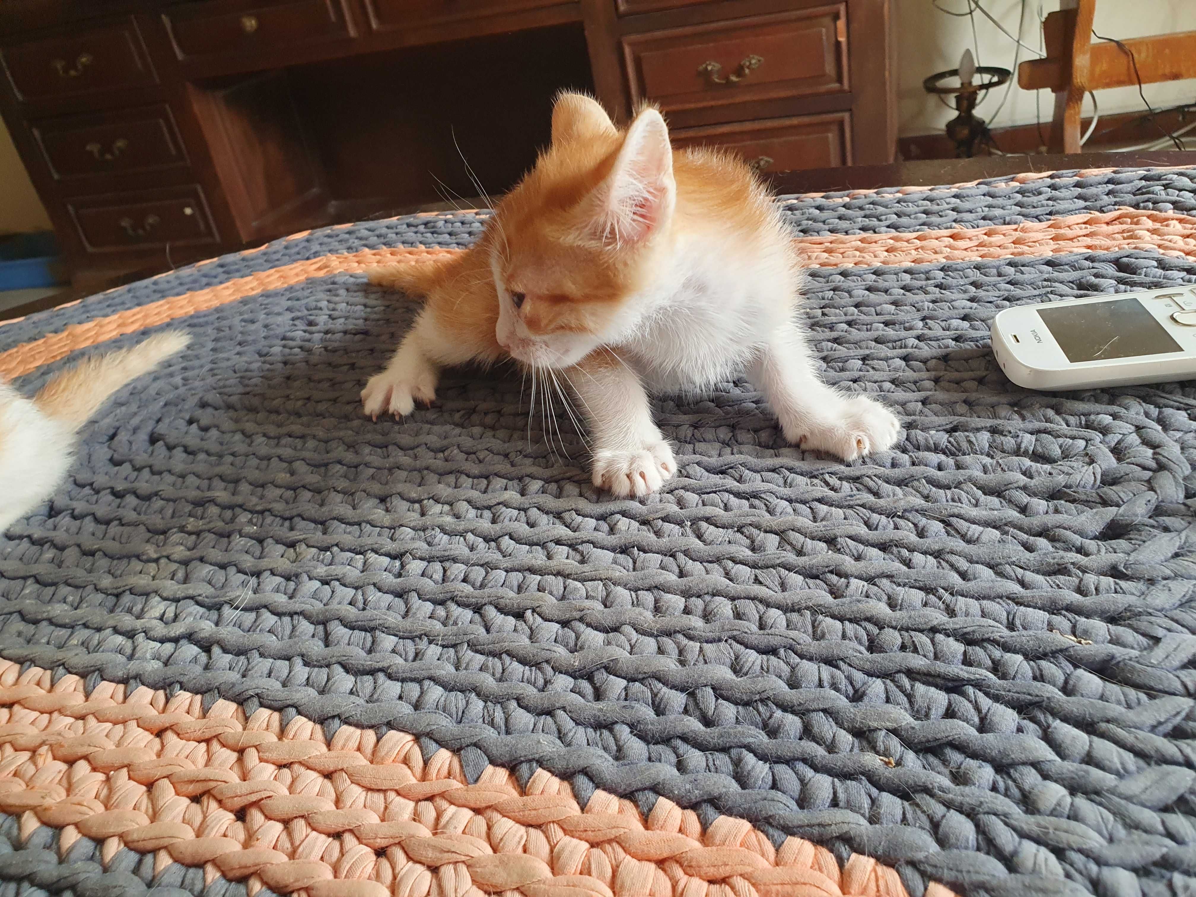 Gatinhos para adopção responsável