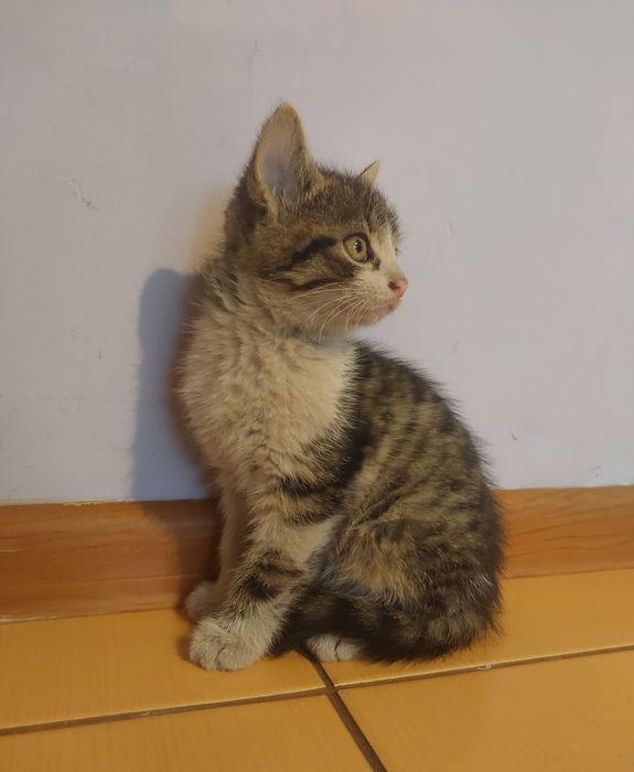 Oddam kotki w dobre ręce